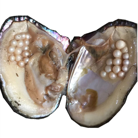 Living pearl clam shell / oyster